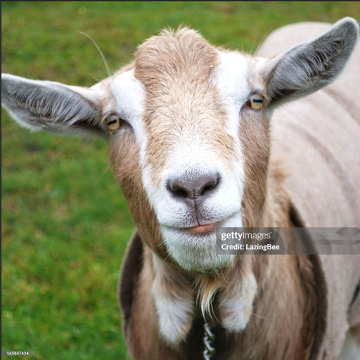 Larry the Goat